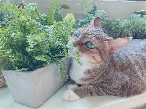 家裡可以養兩隻貓嗎 辦公室防小人植物